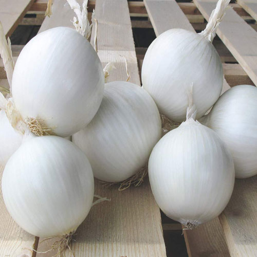 Fresh White Onion