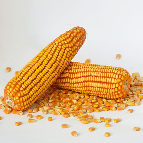 Maize