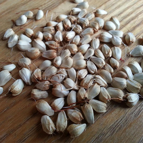 Safflower Seeds