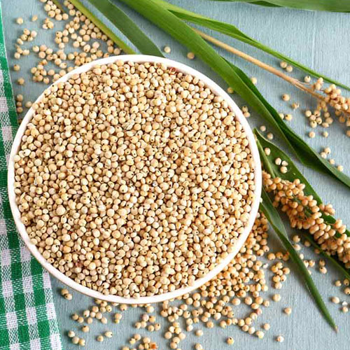 Sorghum